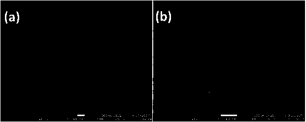 Molybdenum dioxide nanosheet/graphene-like carbon nitride photocatalytic material with visible-light response as well as preparation and application thereof