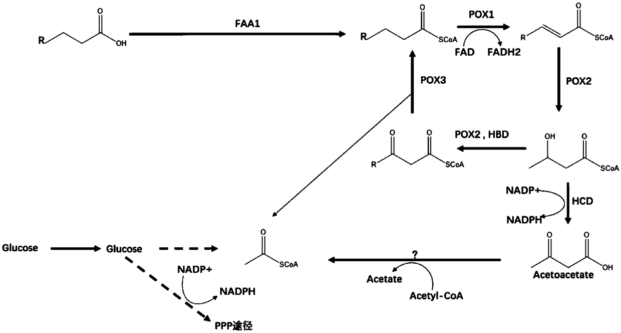 Construction method of engineering bacteria producing beta-hydroxy-beta-methyl butyric acid