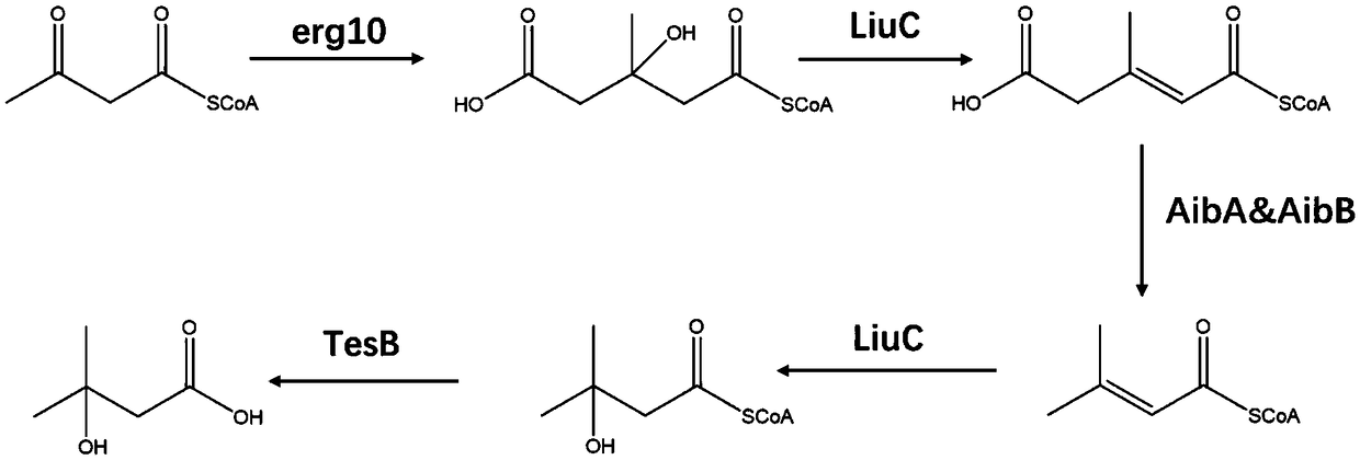 Construction method of engineering bacteria producing beta-hydroxy-beta-methyl butyric acid