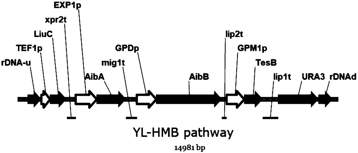 Construction method of engineering bacteria producing beta-hydroxy-beta-methyl butyric acid