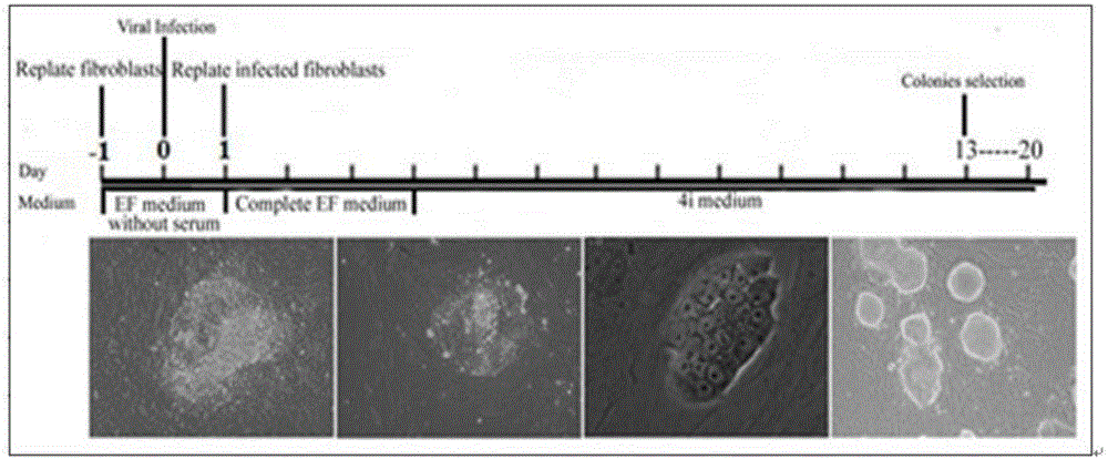 Method for establishing source of heredofamilial premature ovarian failure and inducing differentiation of totipotential stem cells to original genital ridge cells