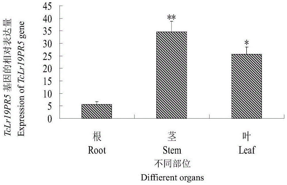 Thaumatin-like protein related to wheat leaf rust resistance and encoding gene and application thereof