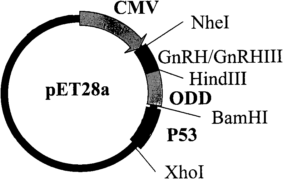 Recombinant fusion proteins containing p53 genes, recombinant and application thereof