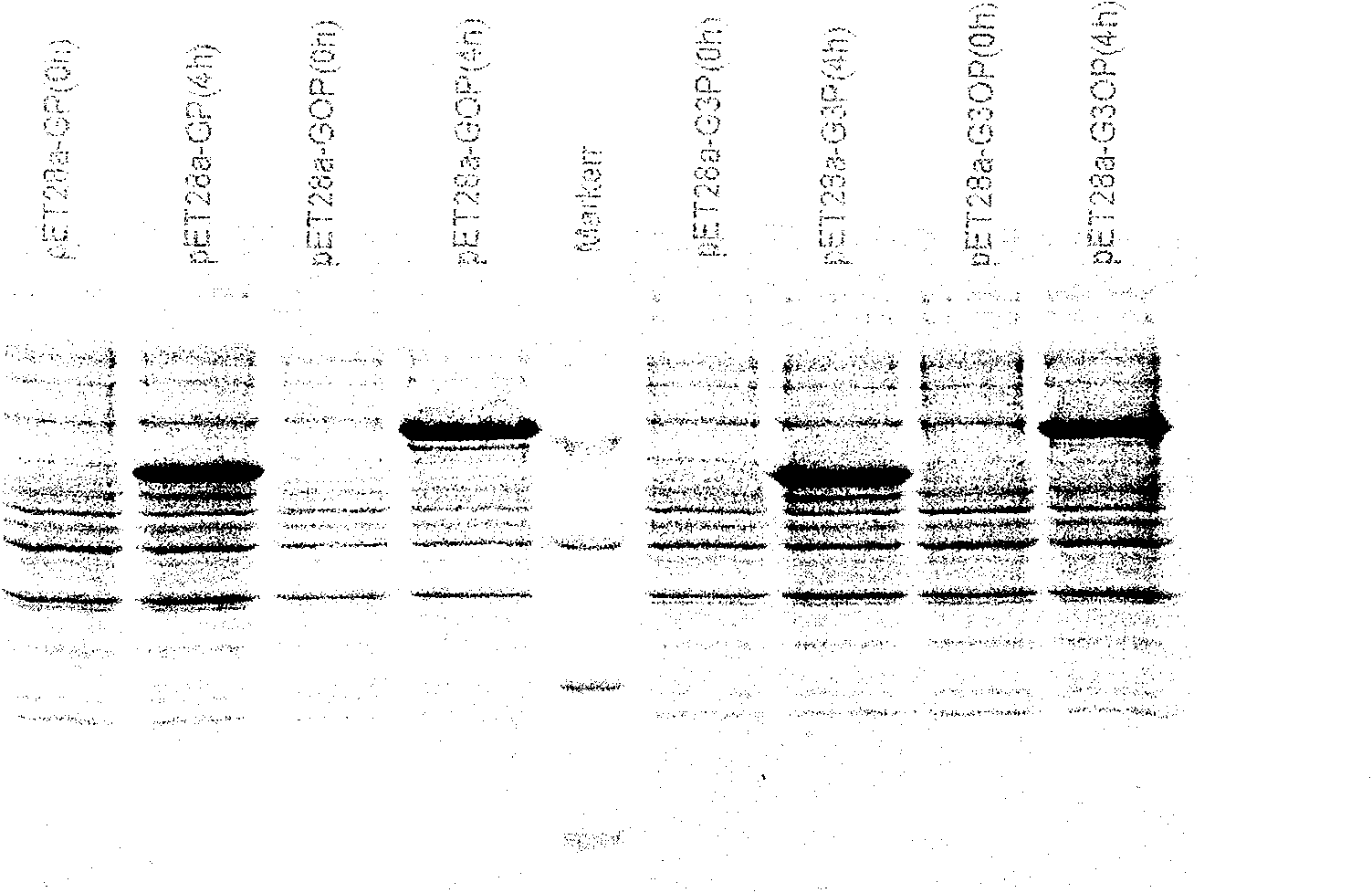 Recombinant fusion proteins containing p53 genes, recombinant and application thereof