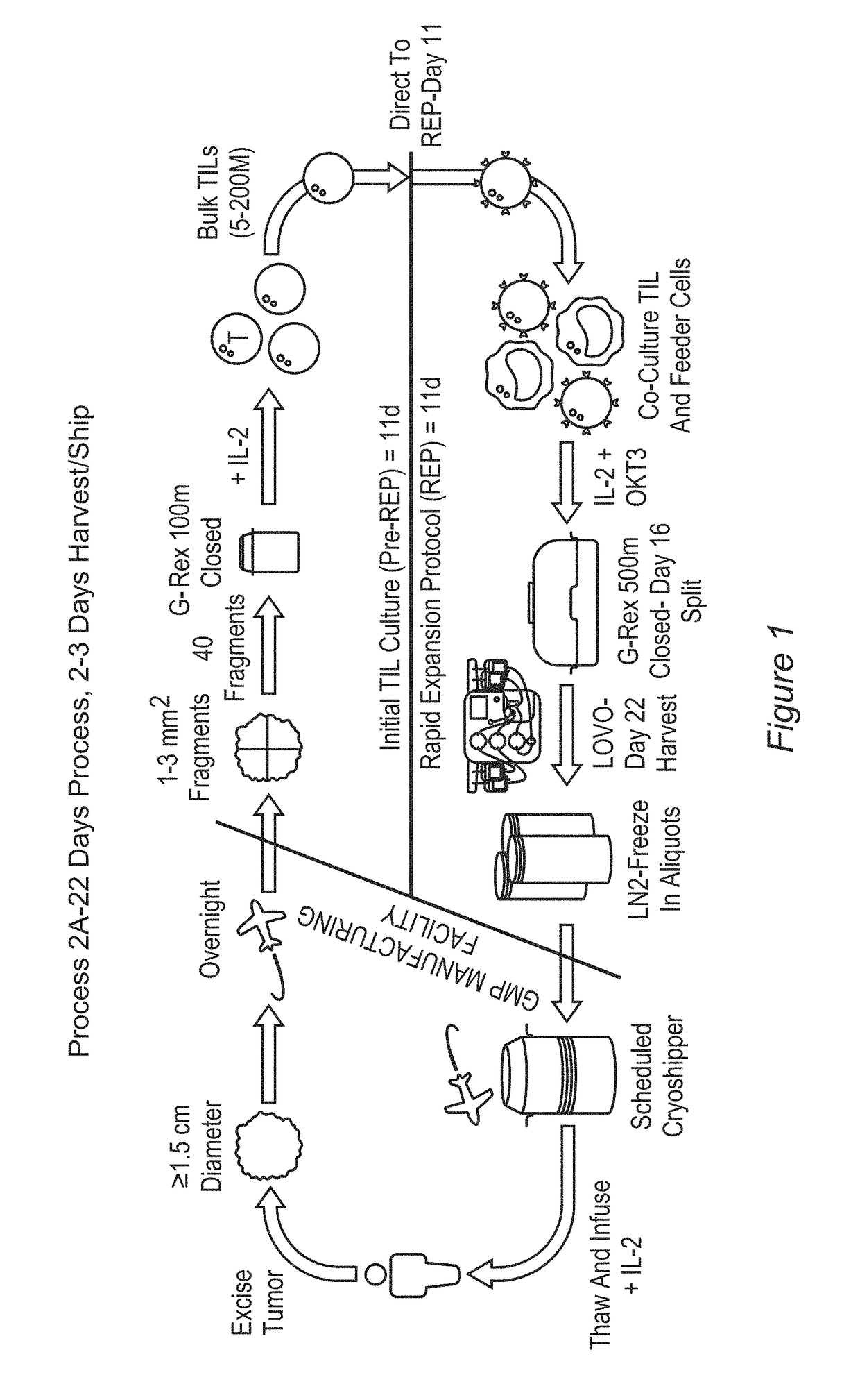 Processes for production of tumor infiltrating lymphocytes and uses of same in immunotherapy