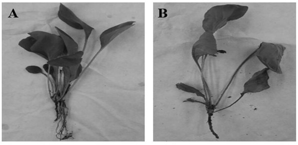 A method of improving resistance to gerbera root rot