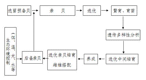 Parent patinopecten yessoensis culturing and hatching method