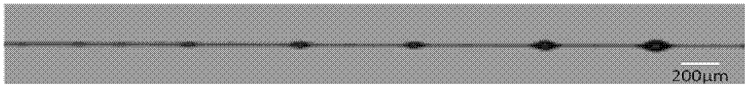 Preparation method of freshwater collecting fibers with transmission function and application thereof