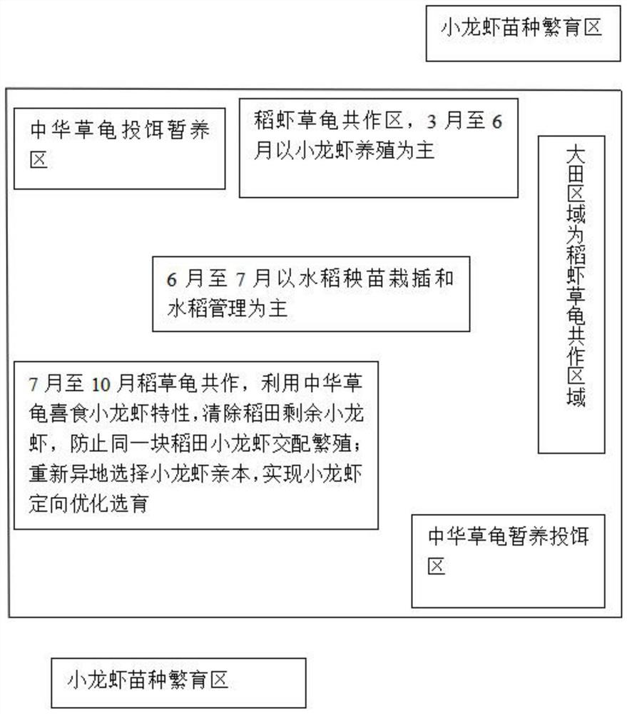 Method for ecological breeding of lobsterling and chinemys reevsii and directive breeding of lobsterling seeds