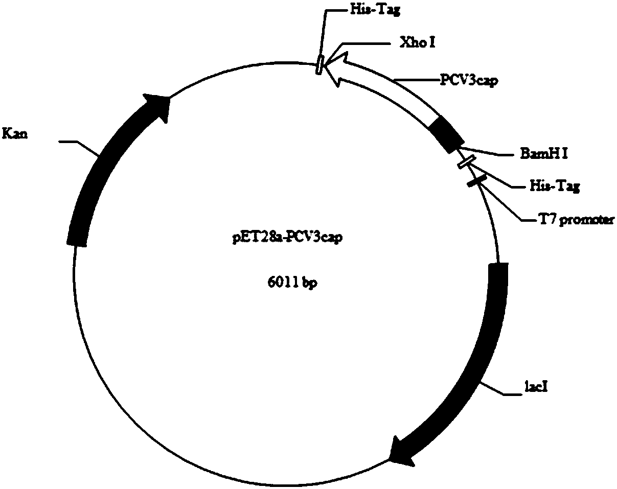 Genetic engineering subunit vaccine for porcine circovirus as well as preparation method and application of genetic engineering subunit vaccine