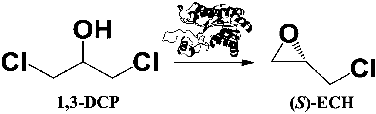 Halohydrin dehalogenase mutant derived from ADI (Agrobacterium radiobacter) and application of halohydrin dehalogenase mutant to preparation of (S)-epichlorohydrin