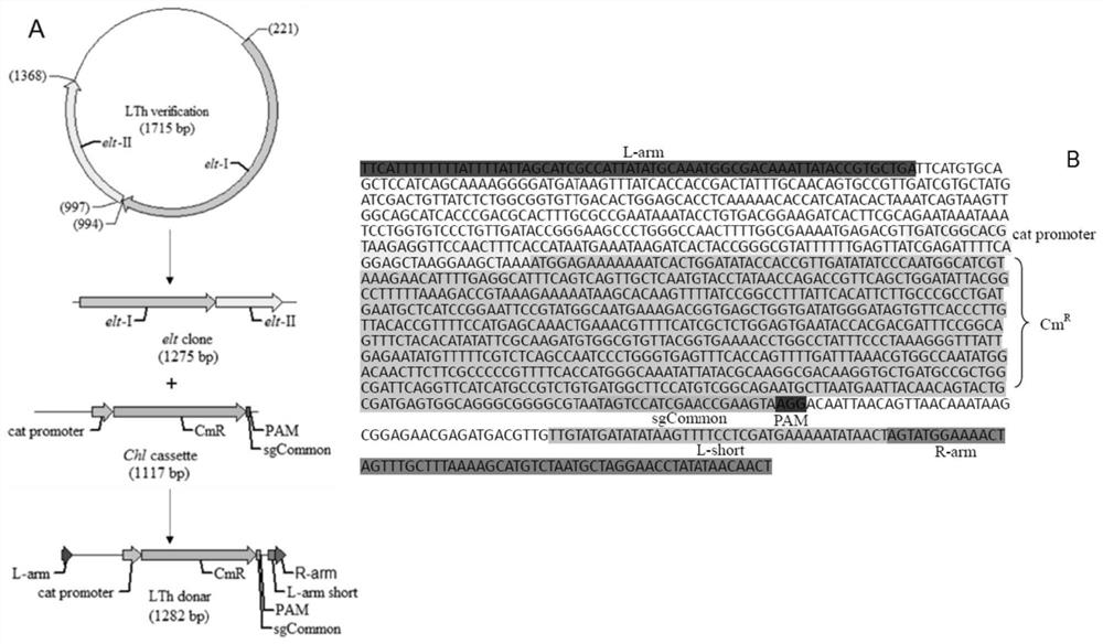 A kind of enterotoxin gene lt knockout Escherichia coli and its construction method