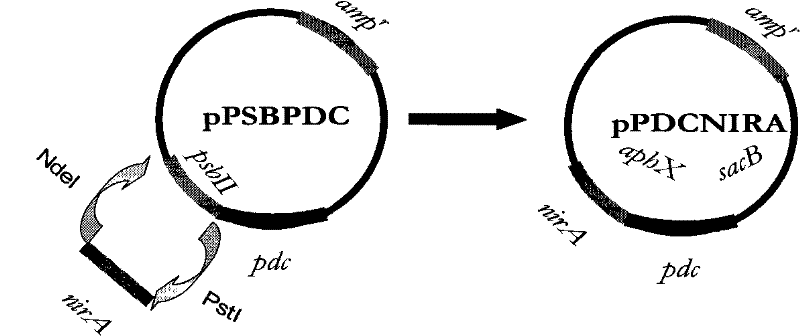 Cyanobacteria modified by gene engineering and use thereof for producing ethanol