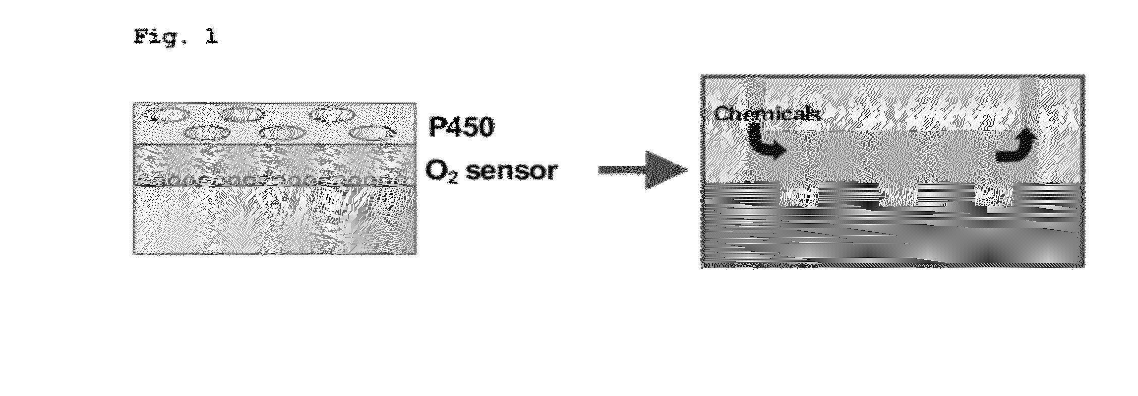 Method and kit for measuring enzymatic activities of various cytochrome p450 molecule species comprehensively and with high efficiency