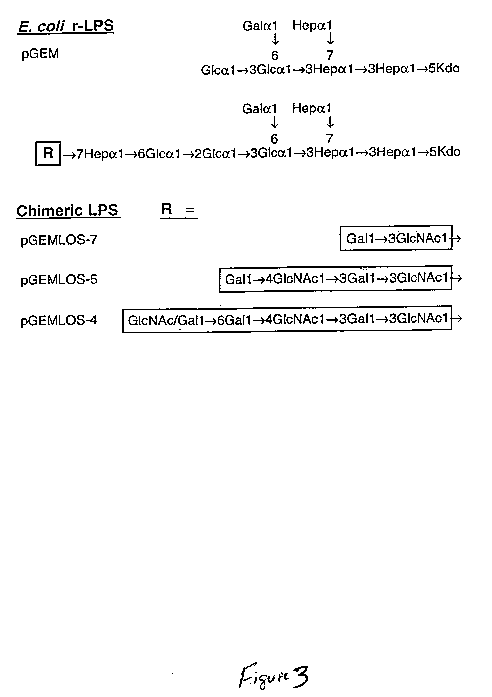 Production of complex carbohydrates