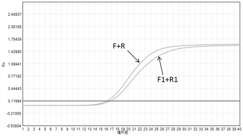 Nucleic acid composition, kit and detection method for detecting infectious pathogens of cat digestive tract