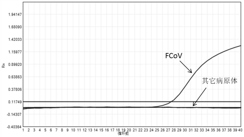 Nucleic acid composition, kit and detection method for detecting infectious pathogens of cat digestive tract