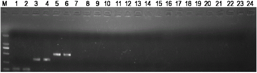 Primer combination for identifying three medicinal snakes and application thereof