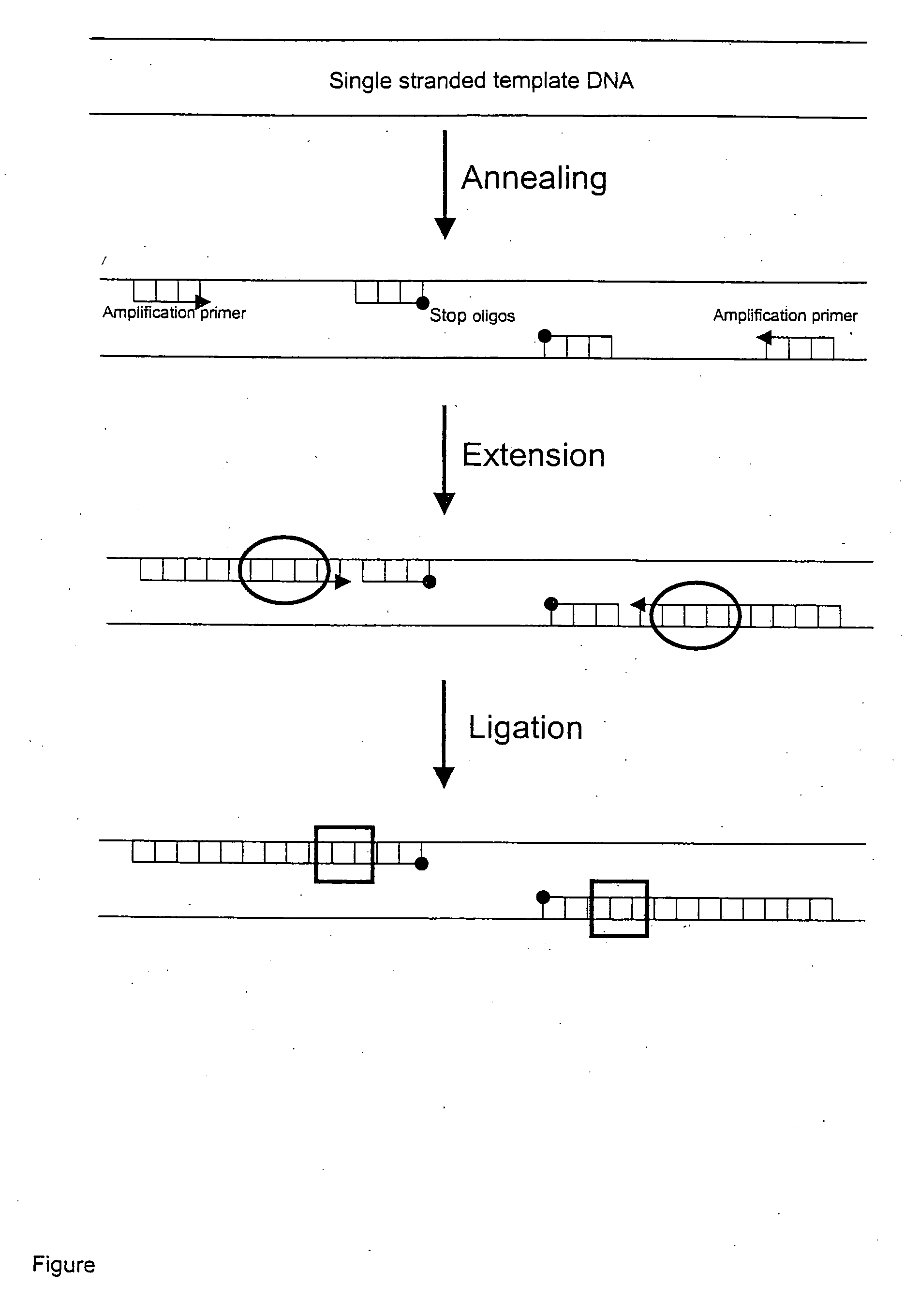 Template specific inhibition of PCR