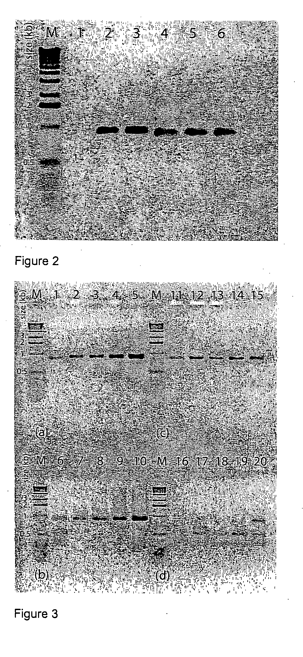 Template specific inhibition of PCR