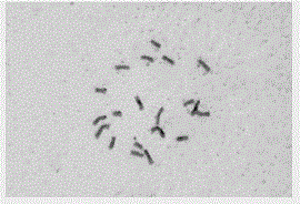 Dripping piece preparation method of plant chromosome