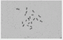 Dripping piece preparation method of plant chromosome