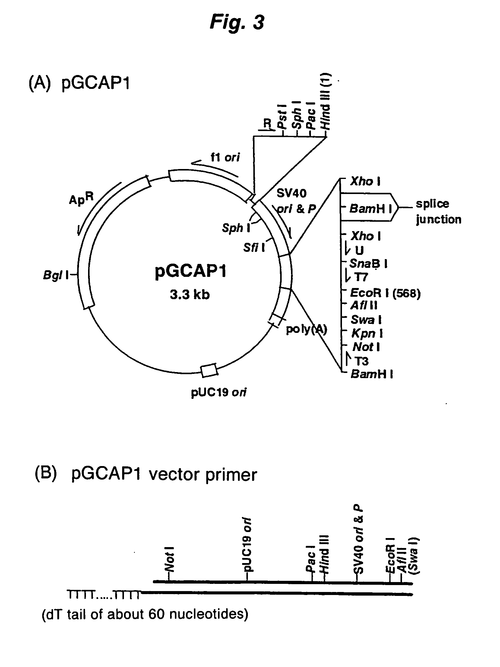 Method of synthesizing cdna