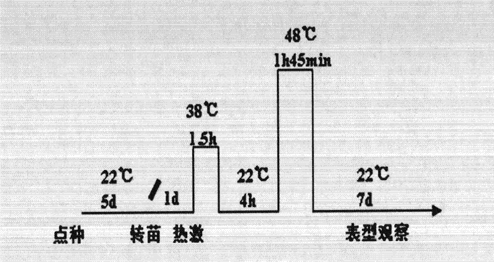 Arabidopsis thaliana heat shock transcription factor gene HSFA5, its encoded protein and application