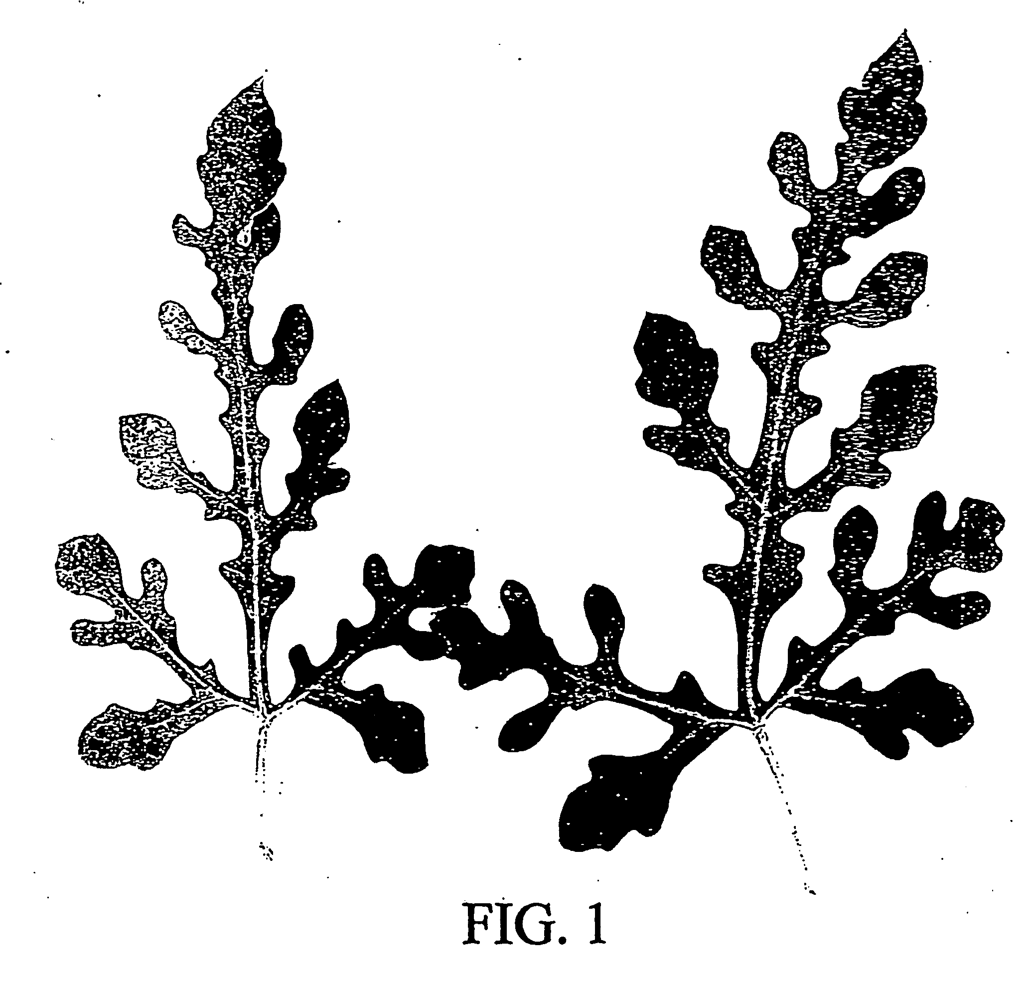 Enhanced pollenizer and method for increasing seedless watermelon yield