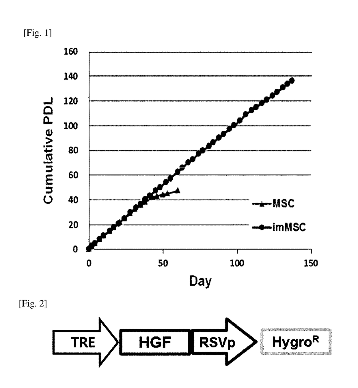 Mesenchymal stem cell expressing hepatocyte growth factor, and use thereof