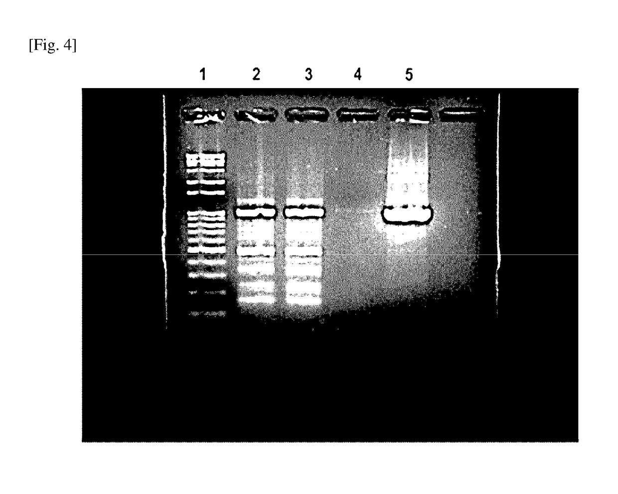 Mesenchymal stem cell expressing hepatocyte growth factor, and use thereof