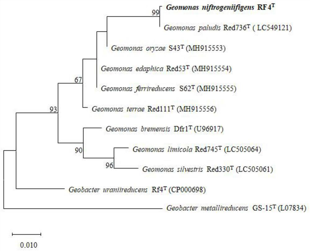 Geomonas RF4 and application thereof