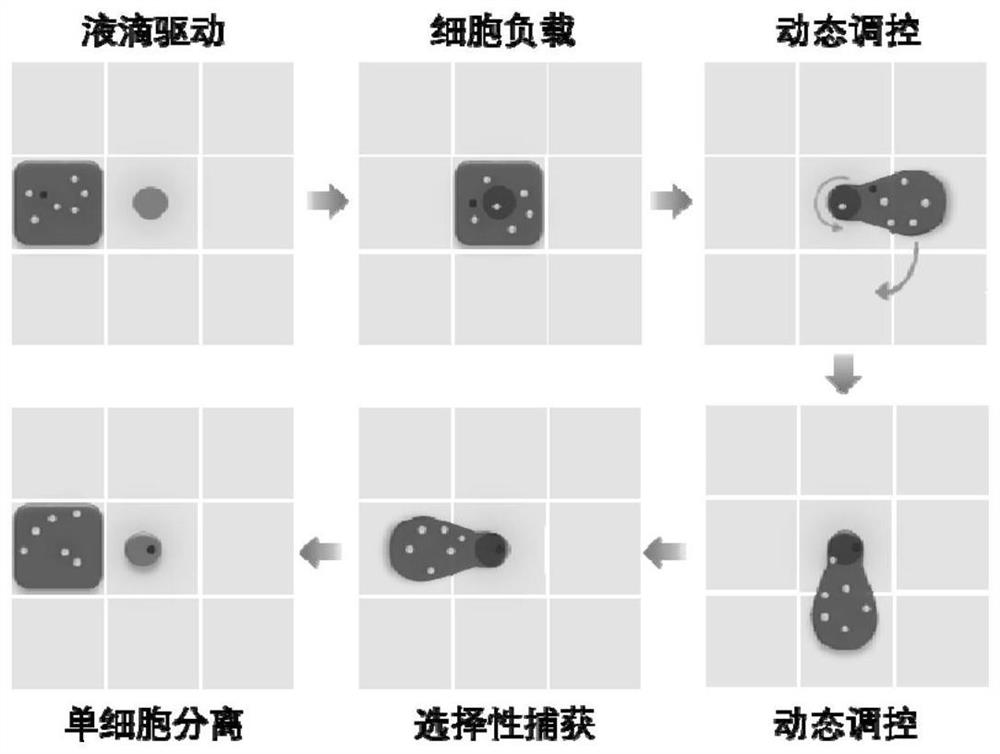 Full-automatic single cell capture chip based on digital microfluidic technology and application of full-automatic single cell capture chip