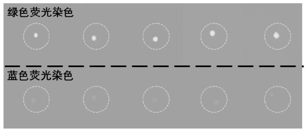 Full-automatic single cell capture chip based on digital microfluidic technology and application of full-automatic single cell capture chip