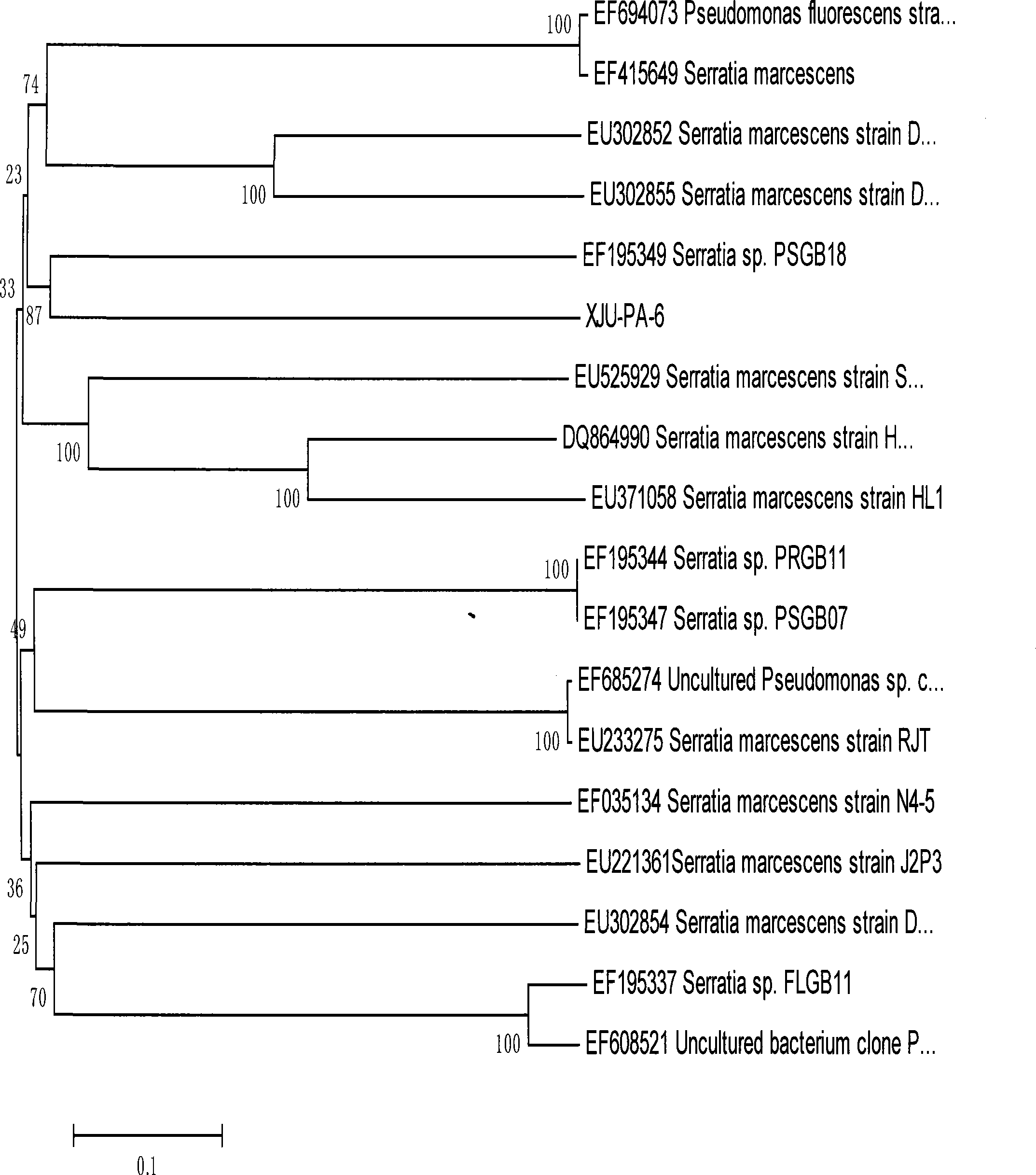 Bacillus prodigiosus and prodigiosin produced thereby