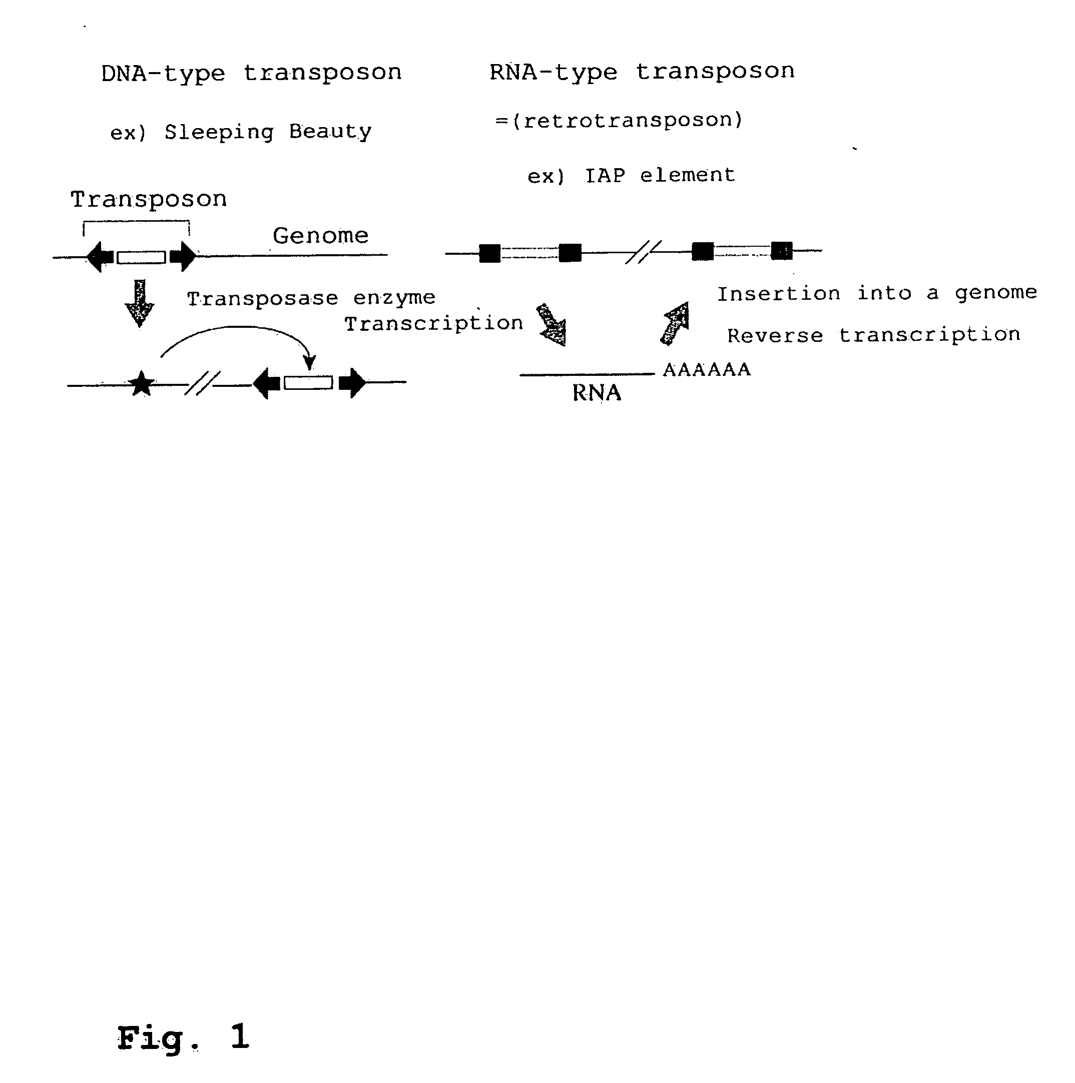 Development of Mammalian Genome Modification Technique Using Retrotransposon