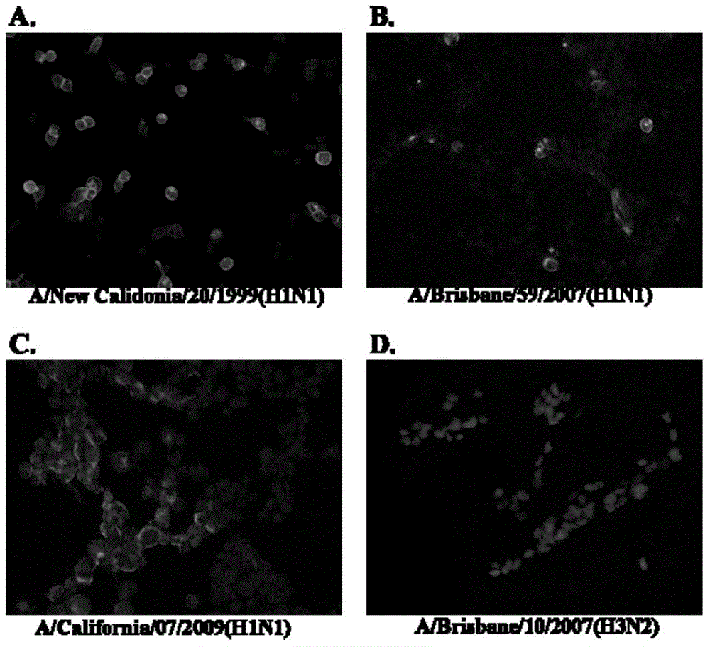 Broad spectrum monoclonal antibody for identification of influenza virus hemagglutinin protein HA1 structural domains