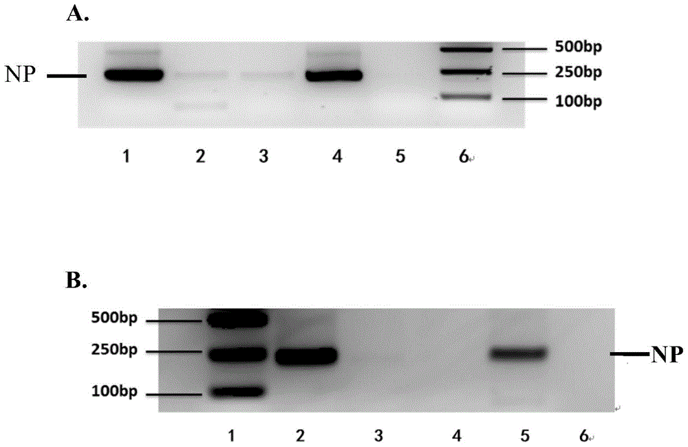 Broad spectrum monoclonal antibody for identification of influenza virus hemagglutinin protein HA1 structural domains