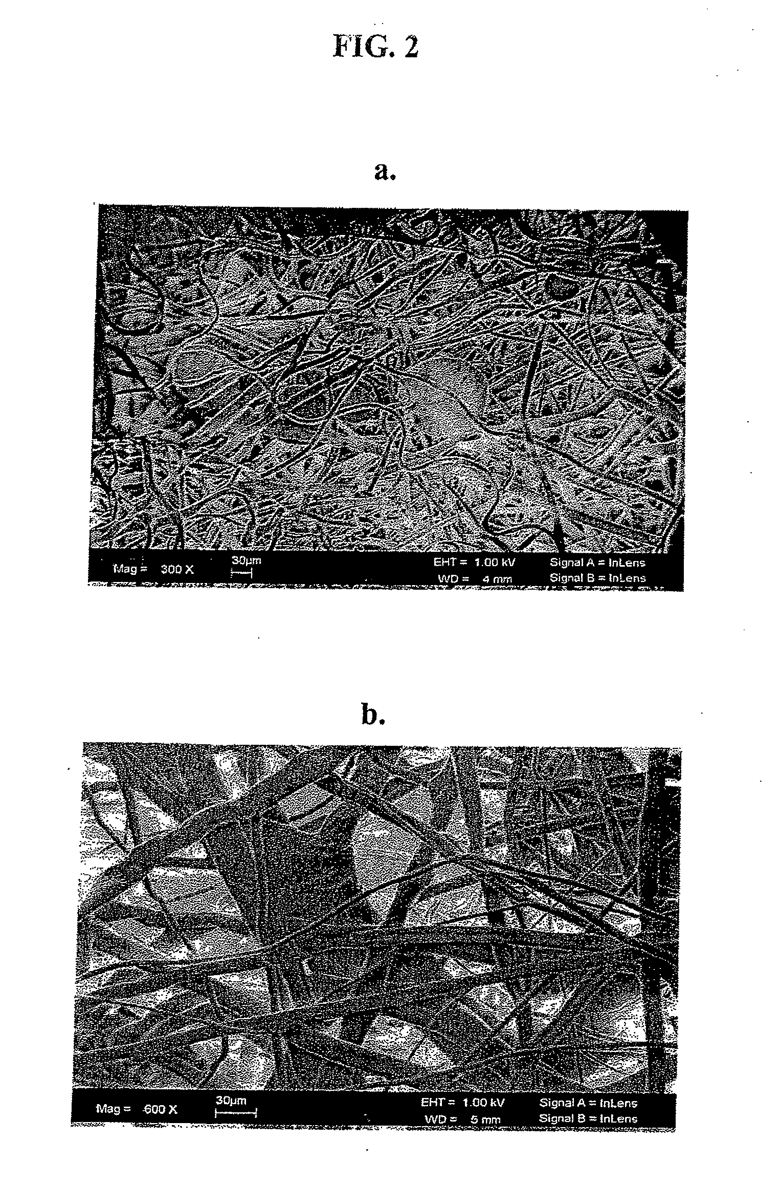 Substrate Recognition By Differentiable Human Mesenchymal Stem Cells