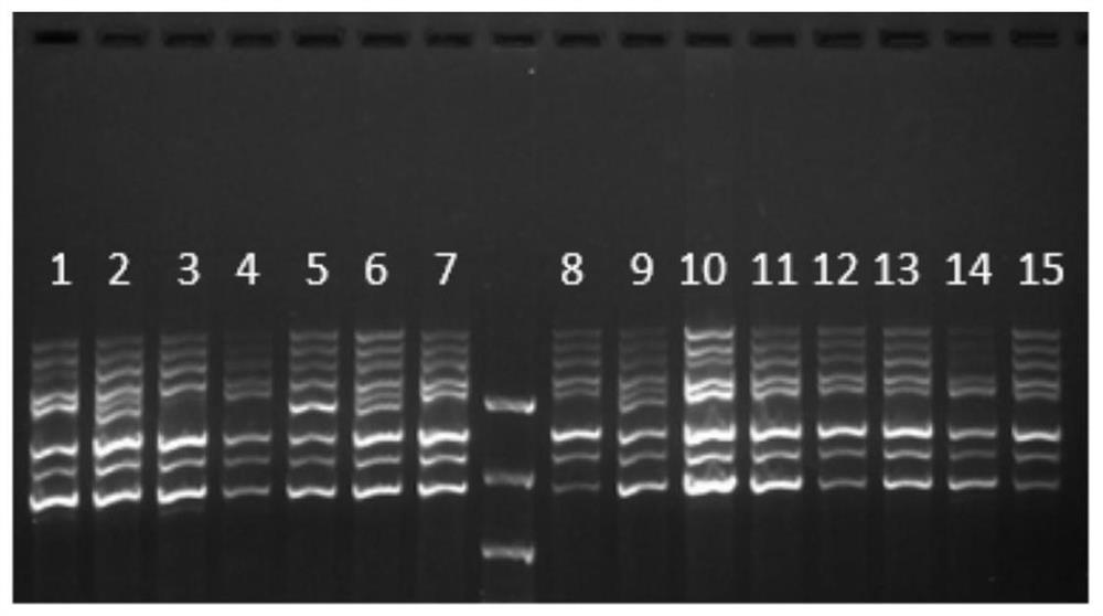 HLA gene amplification primer, kit, sequencing library construction method and sequencing method