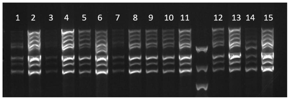 HLA gene amplification primer, kit, sequencing library construction method and sequencing method