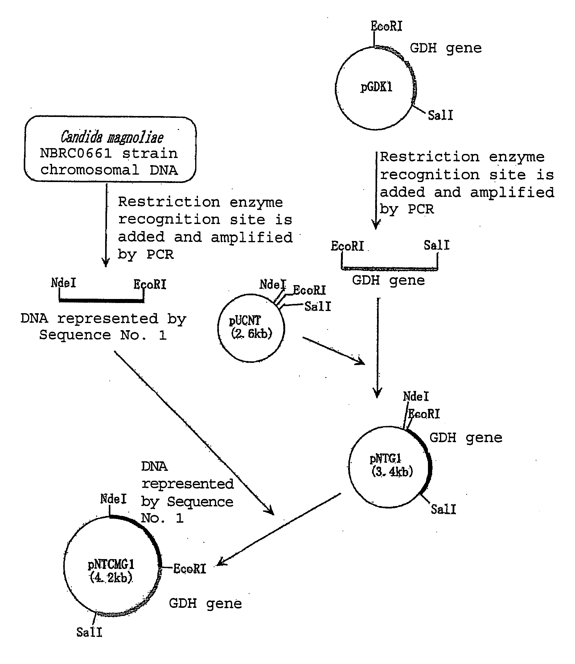 Novel Carbonyl Reductase, Gene Therefor and Use Thereof