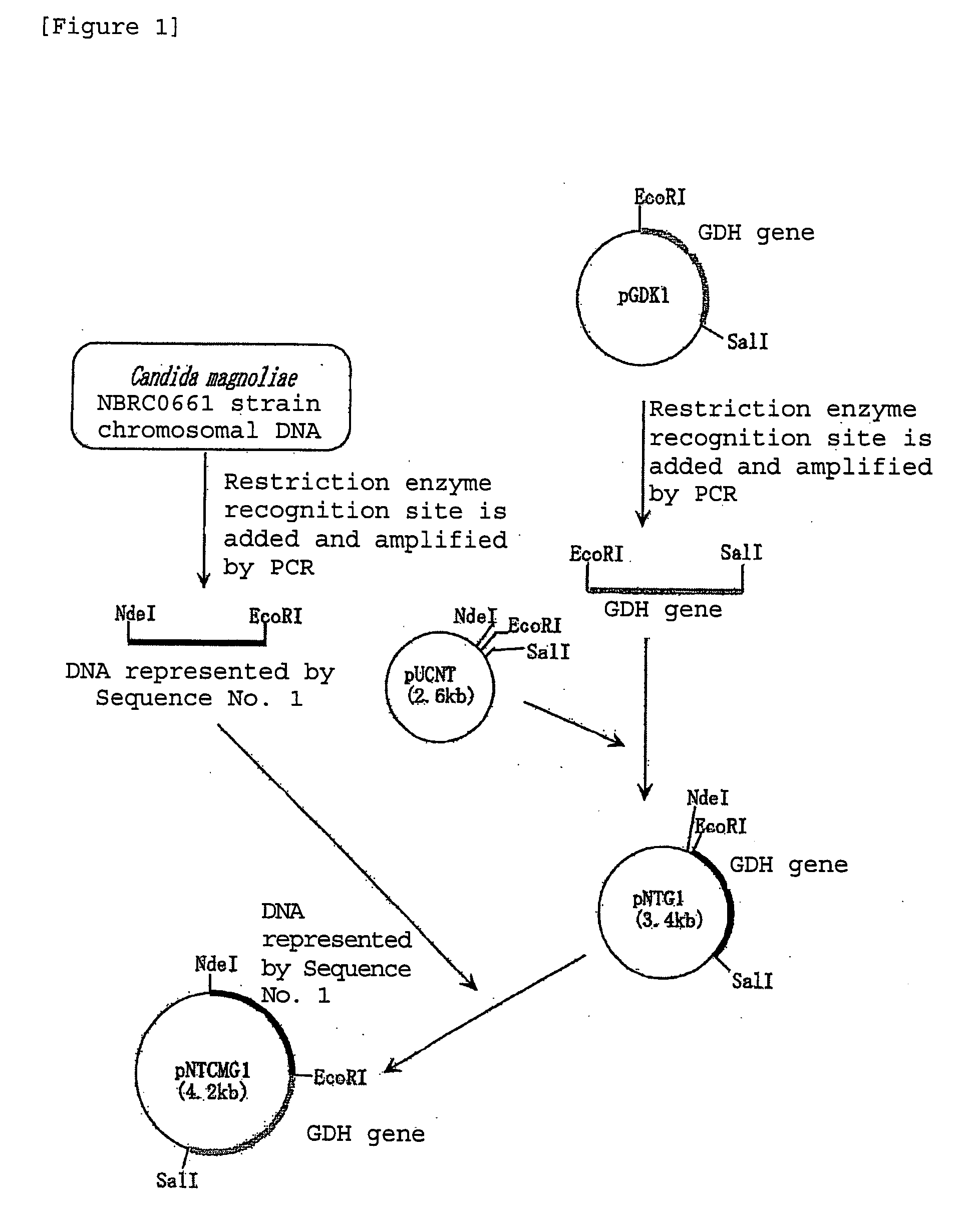 Novel Carbonyl Reductase, Gene Therefor and Use Thereof