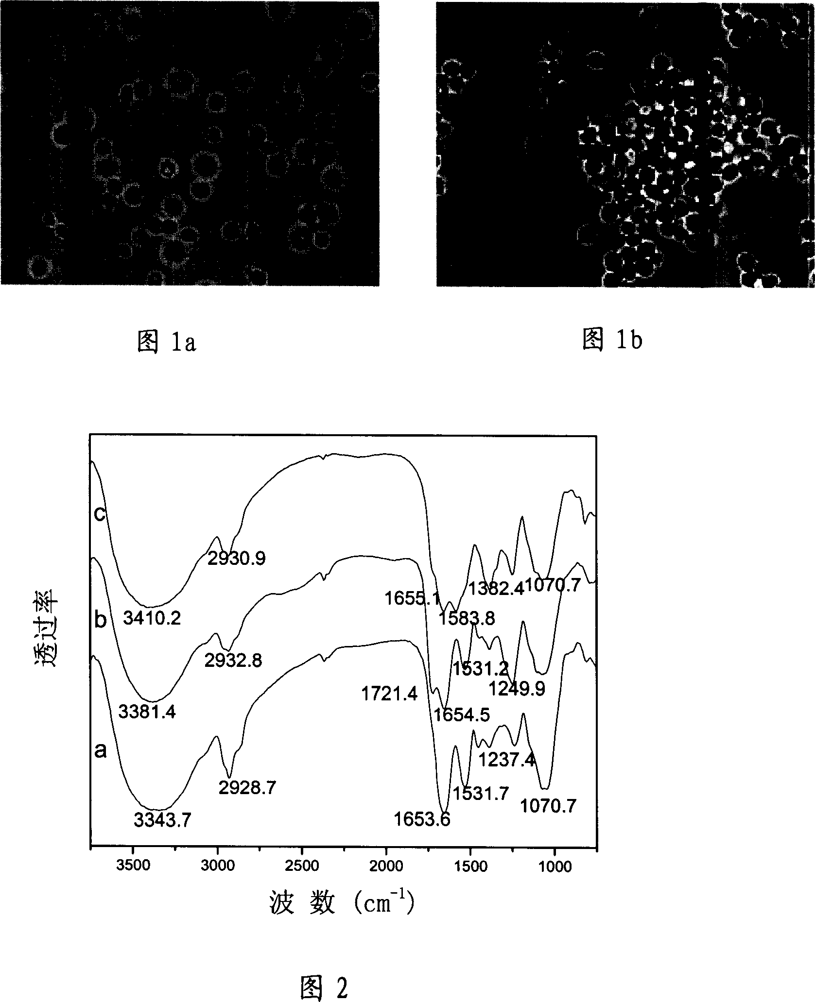 Polyamino acid chemical-modification bacterium and its preparation method and use