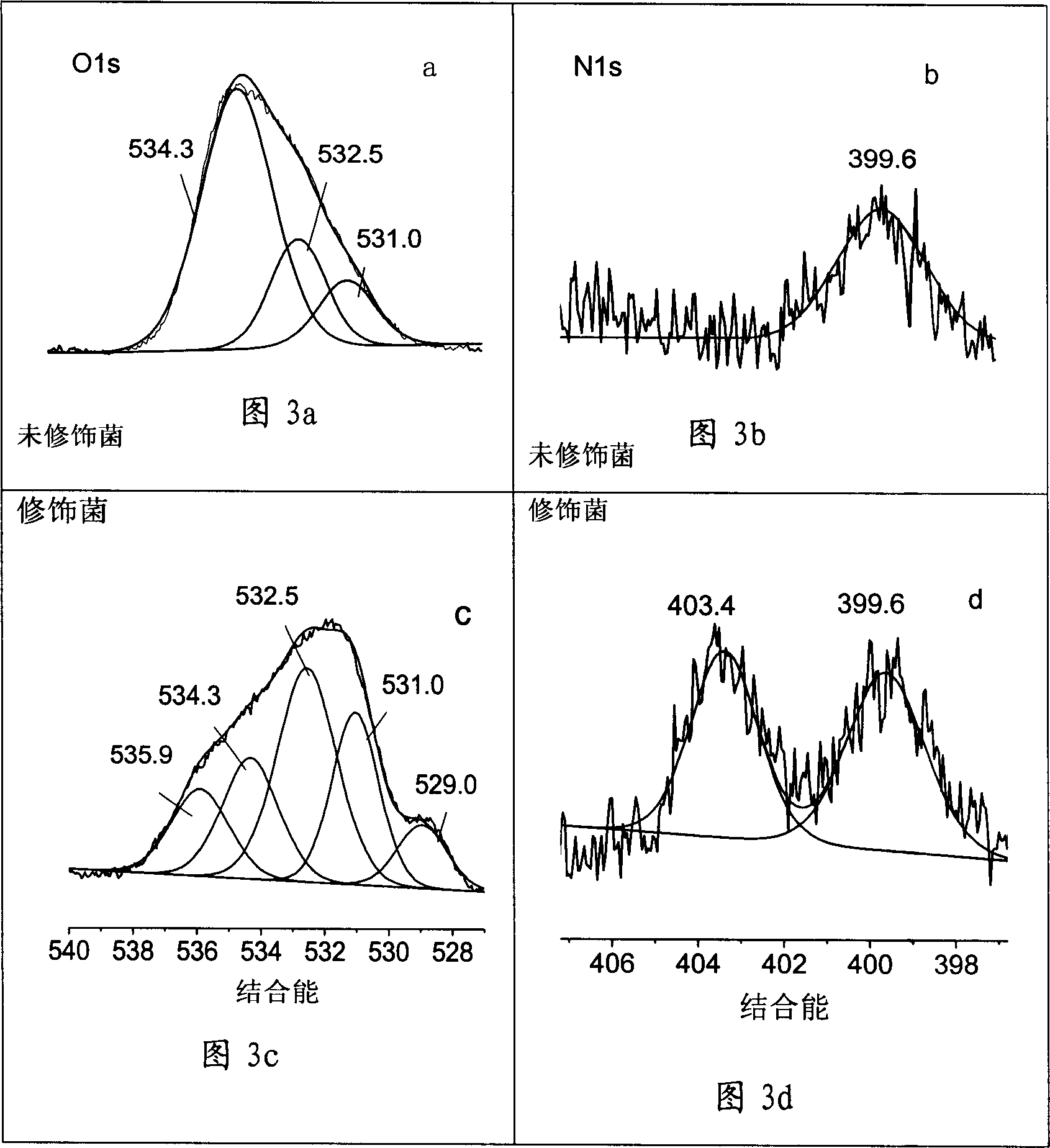 Polyamino acid chemical-modification bacterium and its preparation method and use