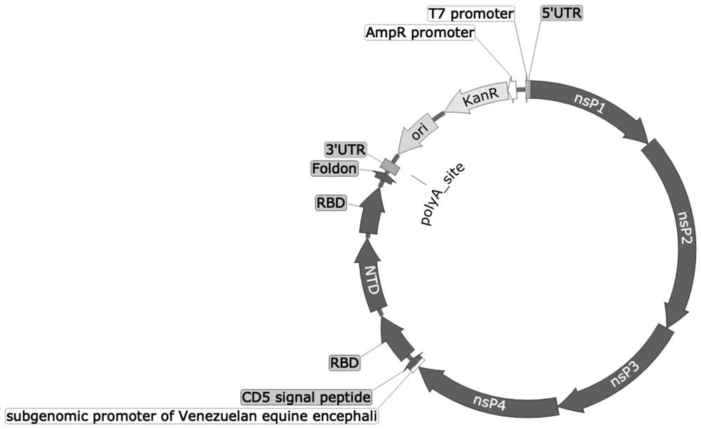 mRNA-based vaccine against coronavirus and preparation method thereof