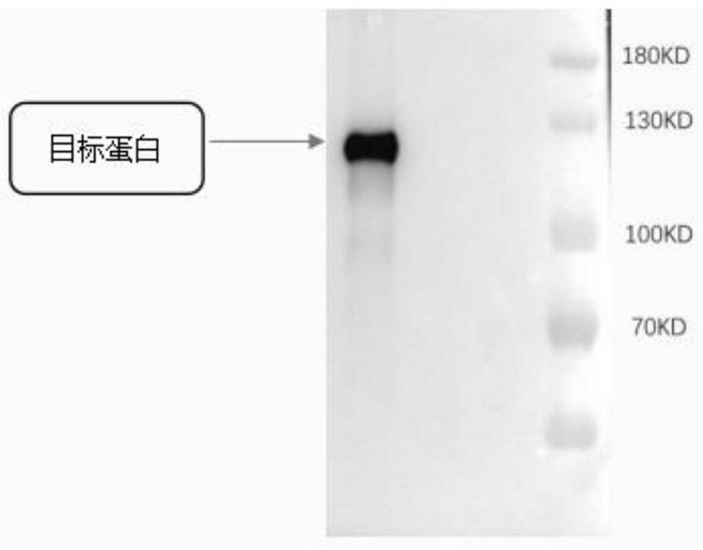 mRNA-based vaccine against coronavirus and preparation method thereof