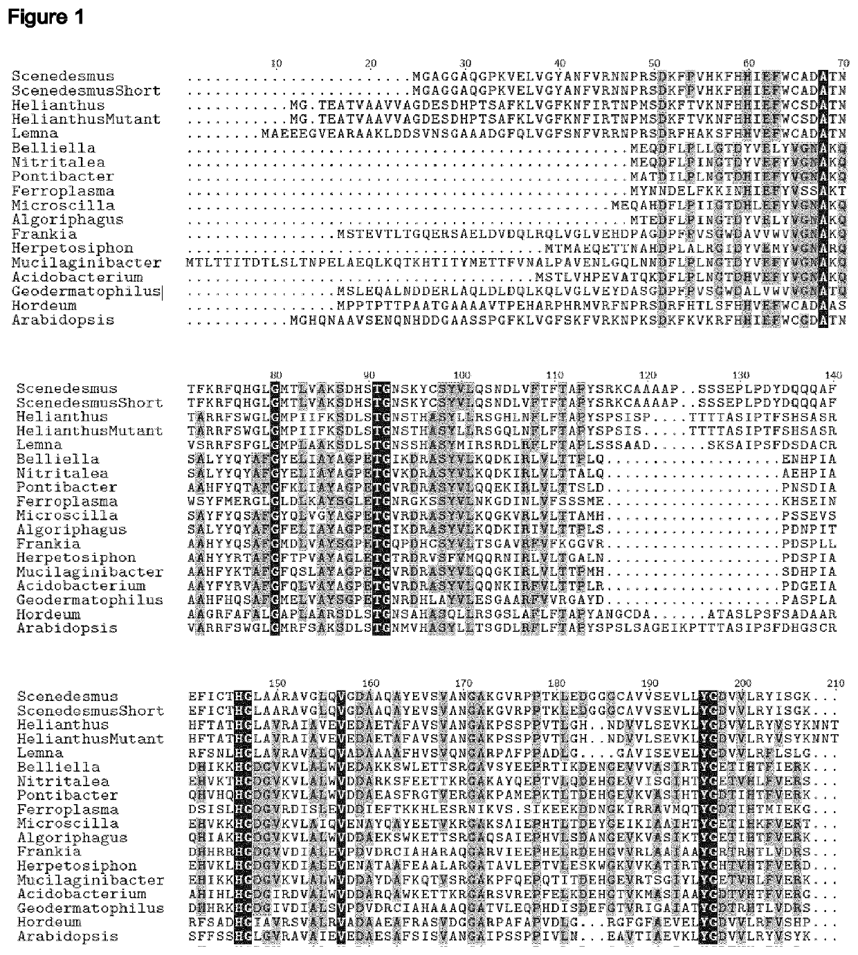 Herbicide-resistant hydroxyphenylpyruvate dioxygenases