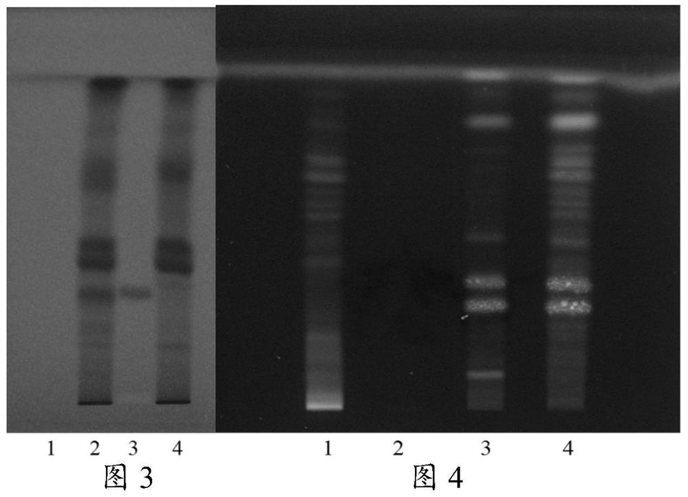 A detection method of a pharmaceutical preparation of Houpu Qiwu Decoction