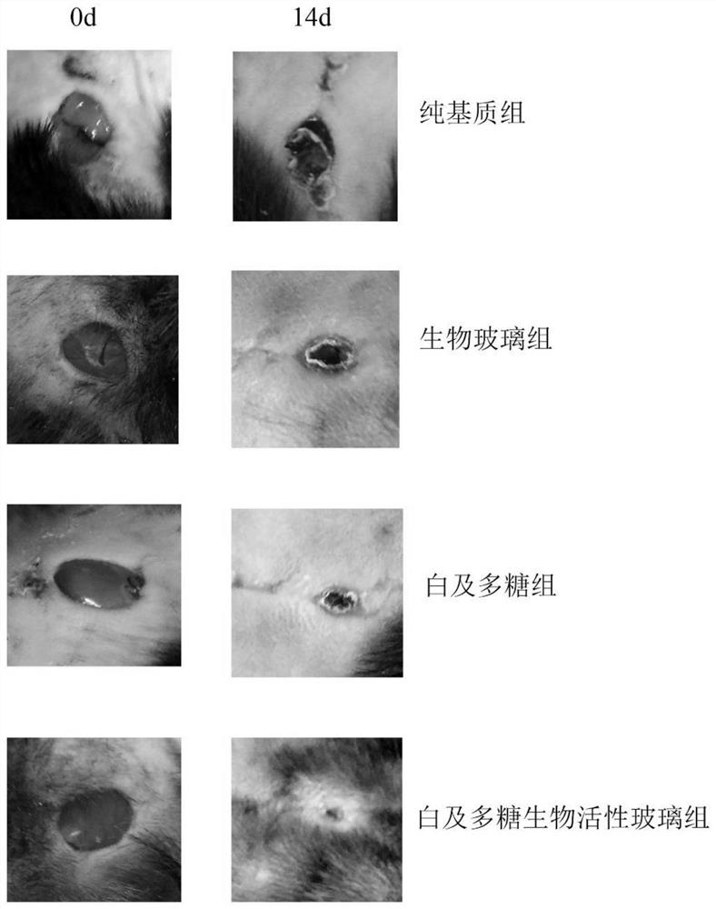 A kind of white and polysaccharide/biological glass thermosensitive gel and its preparation method and application